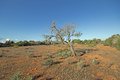 Ses Salines, Finca-Grundstück mit Bauprojekt