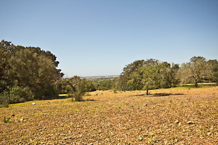 Grundstücksverkäufe in Campos im Südosten von Mallorca