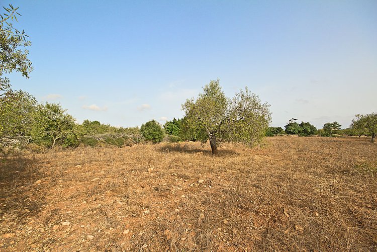 Finca plot with sea views on the Hamburger hill for sale