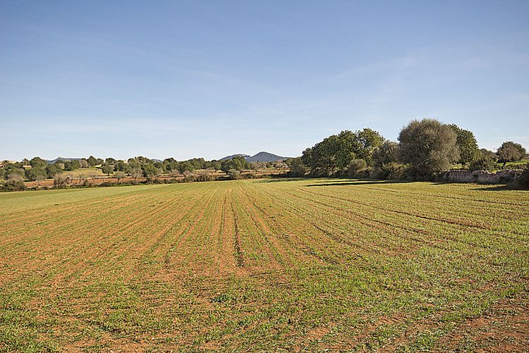 Land with great views for sale in Cas Concos