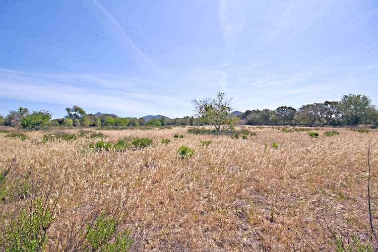 Comprar terreno rustico en Cas Concos