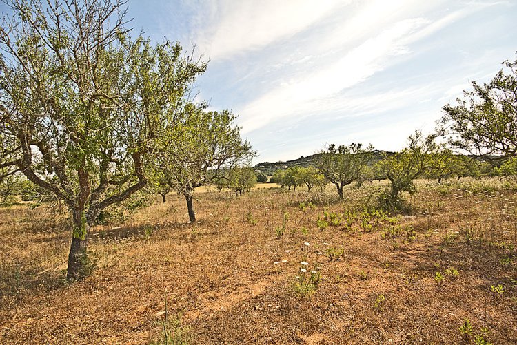Grundstück kaufen im Südosten von Mallorca