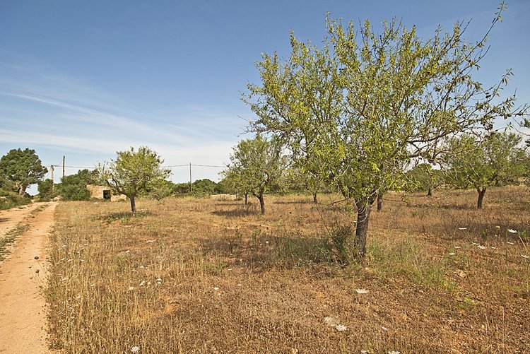 Finca-Grundstück kaufen in Cas Concos