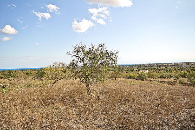 Finca land with sea view on Hamburg hill for sale