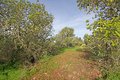 Santanyi,  Finca Grundstück am Hamburger Hügel