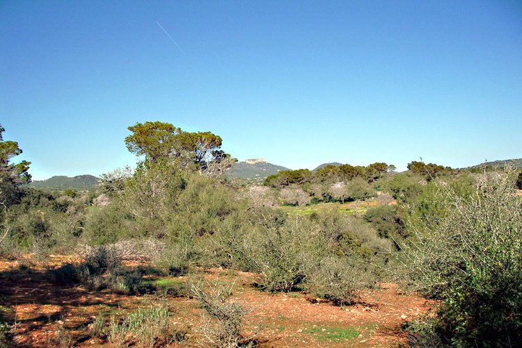Finca-Grundstück mit eigenem Brunnen in S´Alqueria Blanca zu verkaufen