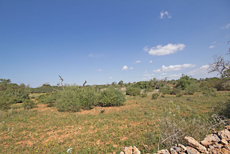 Compra un terreno en una zona tranquila de Es Llombards