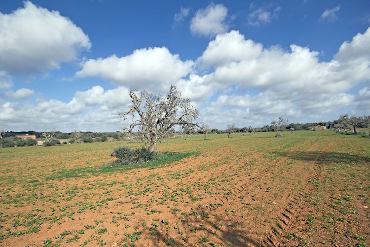 Finca-Grundstück in Ses Salines zu verkaufen