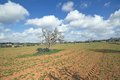 Ses Salines, Finca-Grundstück in Cas Perets