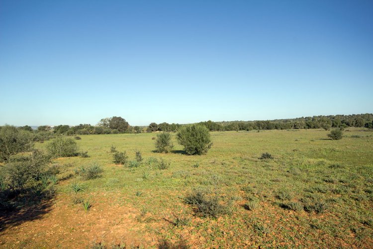 Finca plots in Campos for sale