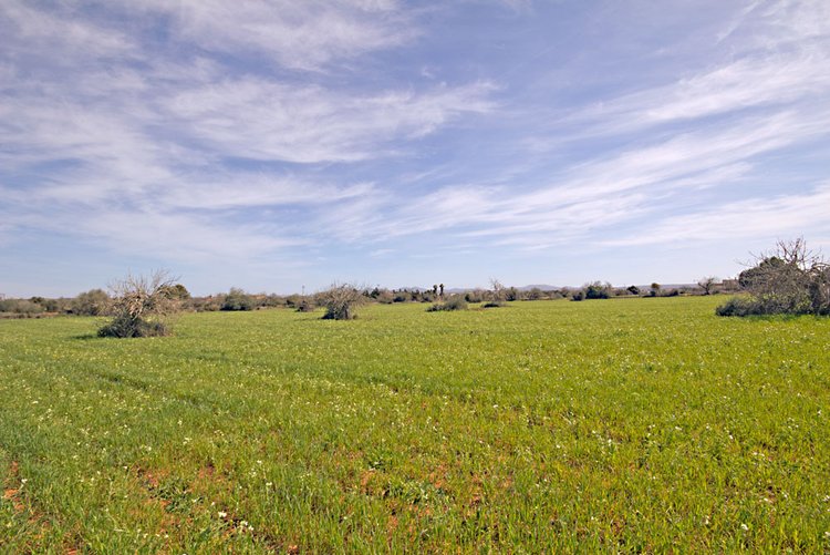 Finca Grundstücke in Campos zu verkaufen