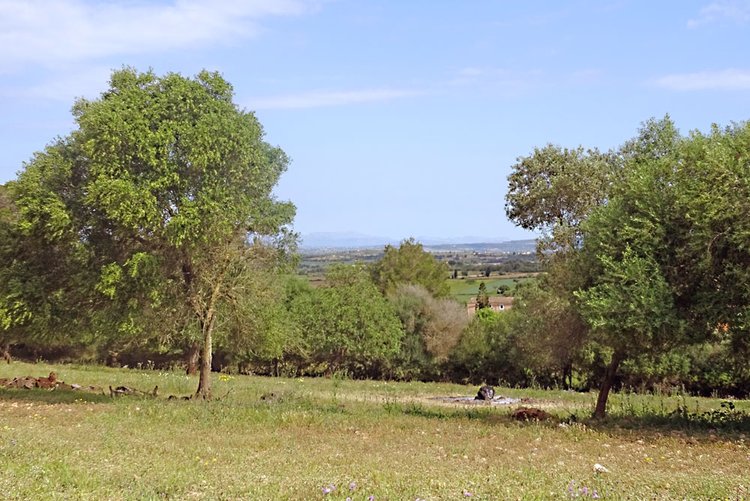 Grundstück im Osten von Mallorca zu verkaufen