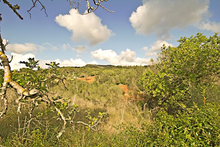 Parcela en venta en S'Alqueria Blanca