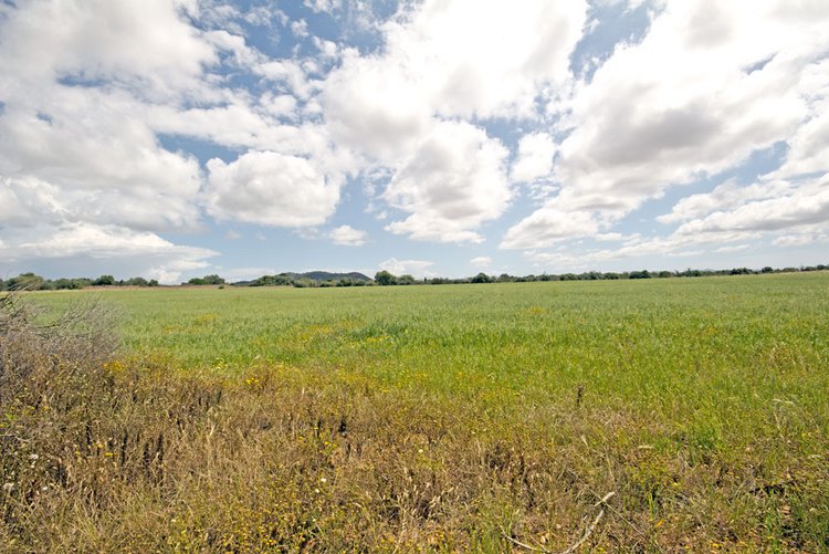 Land sales in Llucmajor in the south of Mallorca