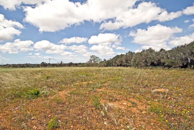 Land for keeping horses in LLucmajor for sale